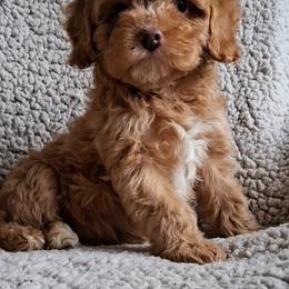 James - Red male Maltipoo puppy in Crestview, Florida from Little Cupcakes and Little Pumpkins Maltipoos