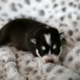 Pomsky Puppies from Saint Peters Pomskies