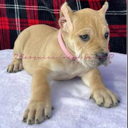 Perro de Presa Canario Puppies from Mesquite Creek Kennels
