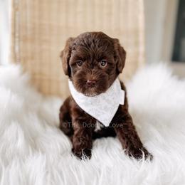 Hershey - Chocolate male Goldendoodle puppy in Syracuse, Indiana from The Doodle Cove