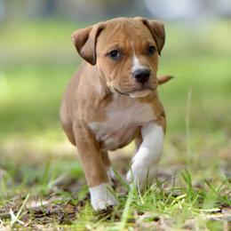 Hela - Red female American Staffordshire Terrier puppy in St. Augustine, Florida from LBK & Ancient City