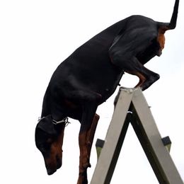 Doberman Pinschers from Vibranium Dobermans