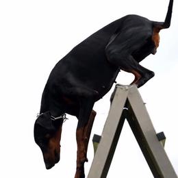 Doberman Pinschers from Vibranium Dobermans