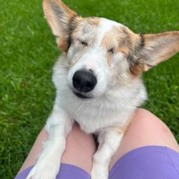 Luna - Blue merle and white female American Corgi puppy in Boyd, Texas from Barker's Corgis