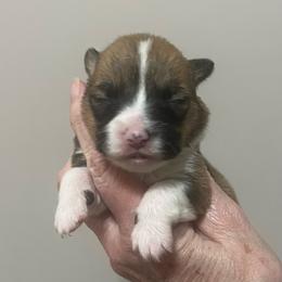 MO-F02 - Red female Pembroke Welsh Corgi puppy in Stockton, Iowa from Infinity Corgis