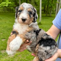 Custard - Merle male Bernedoodle puppy in Midland, Michigan from Northern Charm Farm