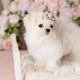 Maltese Puppies from Made to Love Maltese LLC