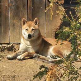 MINA - Shiba Inu