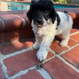 Miss Dulce - Parti female Poodle puppy in Gainesville, Florida from Pipsqueak Mansion Poodles