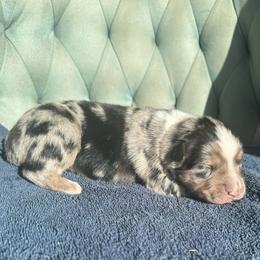 Boy 2 - Blue merle male Australian Shepherd puppy in Bison, South Dakota from South Dakota Creekside Australian Shepherds