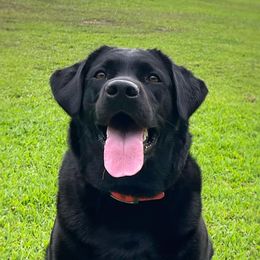 River - Labrador Retriever