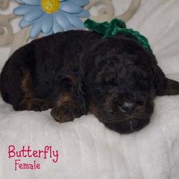Butterfly-Phantom - Phantom female Goldendoodle puppy in Beecher, Illinois from Erica’s Doodles