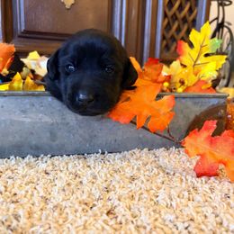 Ruger - Black male Labrador Retriever puppy in Richfield, Utah from Stormy River Retrievers