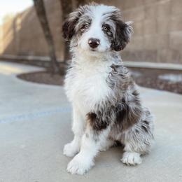Aussiedoodle, Australian Shepherd, and Goldendoodle Puppies from Junipersdoodles