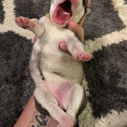 Siberian Husky Puppies from Alexandra's Siberian Huskies