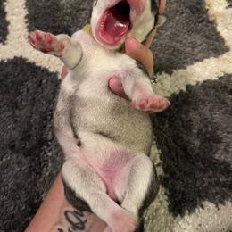 Siberian Husky Puppies from Alexandra's Siberian Huskies