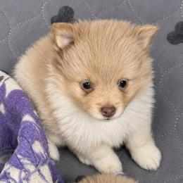 Sugar Momma - Blue merle female Pomeranian puppy in Knoxville, Tennessee from Thea's Puppies