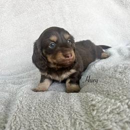Huey - Chocolate and cream male Dachshund puppy in Gray, Louisiana from EB's Cajun Lil' Doxies