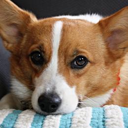 Pembroke Welsh Corgis from Crown Butte Corgi's
