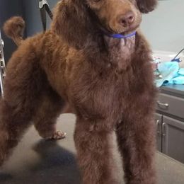 Poodles from House of Bleu Poodles