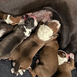 Boy 4 - Fawn male Boxer puppy in White Hall, Maryland from Beaut Boxers