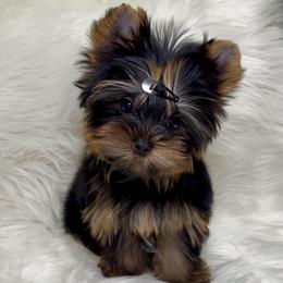 Kade - Black and gold male Yorkshire Terrier puppy in Las Vegas, Nevada from Yorkiepupsntcups