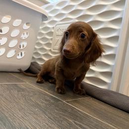 Solid Chocolate Longhair Female - Chocolate female Dachshund puppy in Horizon City, Texas from Willipaws