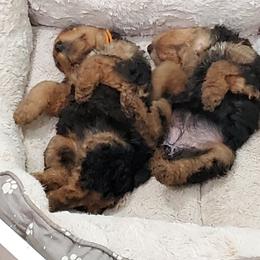 Airedale Terrier Puppies from Arily Airedales
