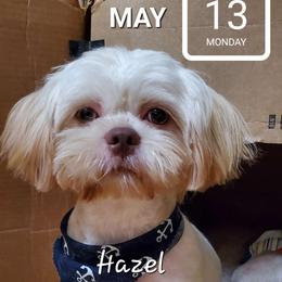 Hazel - Shih Tzu puppy in North Houston/Spring, Texas from The Neely OO's Shih Tzus