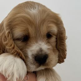Cockapoos from Cookie Cocker Farms