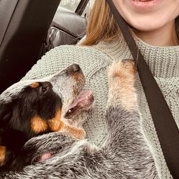Australian Cattle Dog and Miniature Schnauzer Puppies from B & E Farms