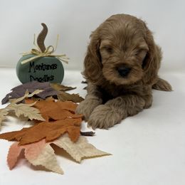 Frankie - Apricot male Cavapoo puppy in Columbus, Montana from Montanas Mountain Bernedoodles