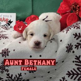 Aunt Bethany - Parti female Assorted Doodle Crosses puppy in Beecher, Illinois from Erica’s Doodles