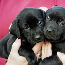 Labrador Retriever Puppies from Mid-Columbia Labradors