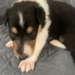 Lilith - Black white and tan female Collie puppy in Yulee, Florida from Three Collie Farm