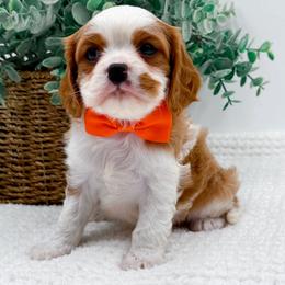 Cavalier King Charles Spaniel puppies from NC Doodle Puppies