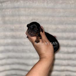 Woody - Black and tan male Dachshund puppy in Ceres, California from Rockin' M’s LilBitty Dachshunds (LBD)