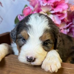 Boy 4 - Blue merle male Bernedoodle puppy in Belgreen, Alabama from Scott’s Farm Poodles and Doodles