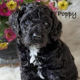 Poppy - Black male Australian Labradoodle puppy in Washington, North Carolina from Pamlico Labradoodles