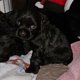 Cocker Spaniel Puppies from Cocker Paradise