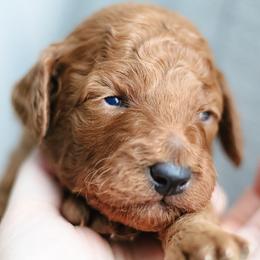 Clover - Red  female Poodle puppy in Laveen, Arizona from Nystrom Clan Pups