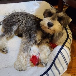 Lily - Miniature Schnauzer