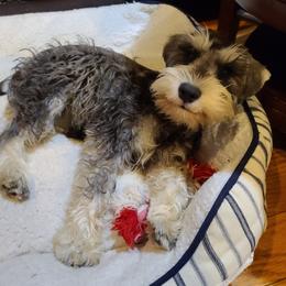 Lily - Miniature Schnauzer