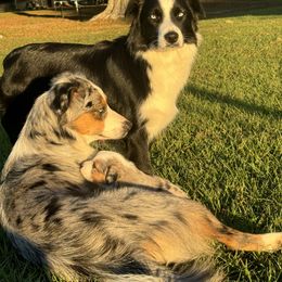 Eve - Miniature Australian Shepherd
