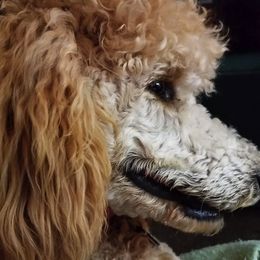 Poodles and Whoodles from Twin Pines