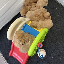 Goldendoodle and Poodle Puppies from Dazzling & Dapper Doodles of MS