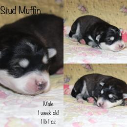 Stud Muffin - Black and white male Pomsky puppy in Denham Springs, Louisiana from Bayouland Pomskies