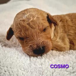 Cosmo - Apricot male Goldendoodle puppy in Hendersonville, Tennessee from Ben's Best Buddy Goldendoodles