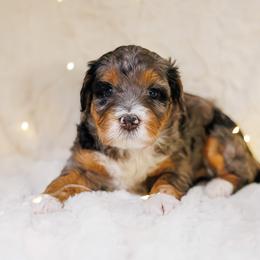 Bernedoodle Puppies from Safe Havynn Doodles