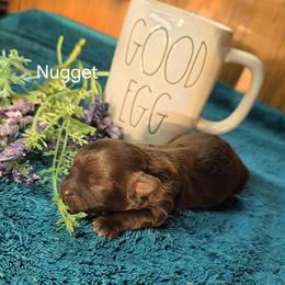 Nugget - Brown male Shihpoo puppy in Delphos, Ohio from Route 66 Poodles & Doodles, Sapphire Shih-tzu's of Ohio